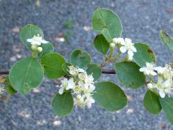Cotoneaster soongoricus: Corymbs of flowers.
 Image: D. Glenny © Landcare Research 2017 CC BY 3.0 NZ